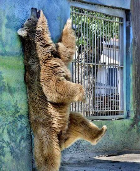 عکسهای جالب,خرس در باغ وحش,تصاویر جالب