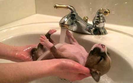 عکسهای جالب,حمام کردن طوله سگ کوچک ,عکسهای جذاب