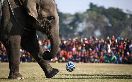 عکسهای جالب,فوتبال فیل ها ,تصاویر دیدنی (http://www.oojal.rzb.ir/post/1544)