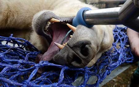 عکسهای جالب,جراحی دندان یک خرس ,تصاویر جالب