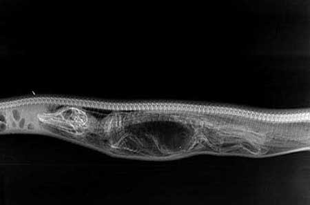 مراحل گوارش تمساح در شکم پیتون