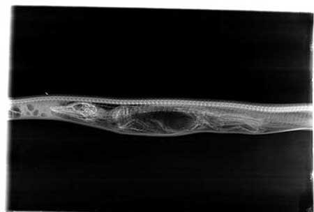 مراحل گوارش تمساح در شکم پیتون