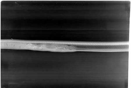 مراحل گوارش تمساح در شکم پیتون