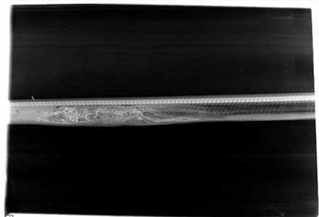 مراحل گوارش تمساح در شکم پیتون