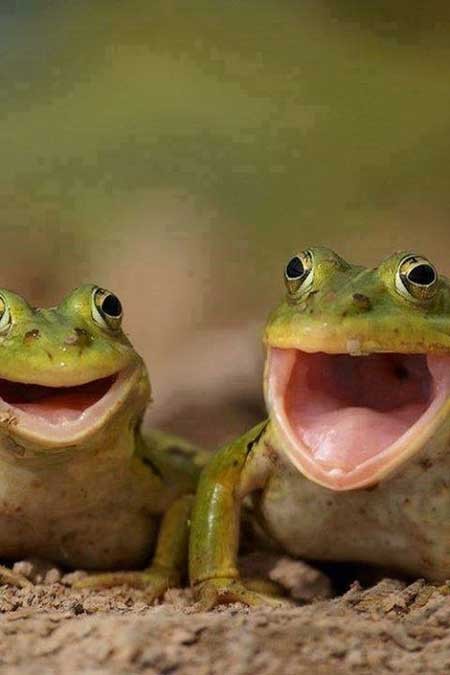 اخبار,اخبار گوناگون ,عکس قورباغه