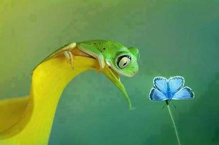 اخبار,اخبار گوناگون ,عکس قورباغه