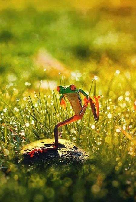 اخبار,اخبار گوناگون ,عکس قورباغه