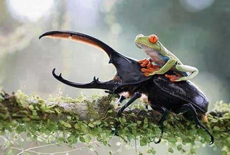 اخبار,اخبار گوناگون ,عکس قورباغه