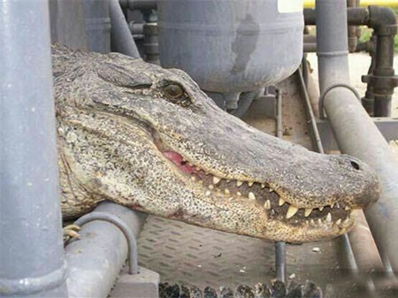 تمساح مهمان ناخوانده عسلویه! (+تصاویر) 1