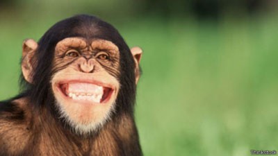 کشف جدید: شامپانزه هم مثل انسان لبخند می زند 1