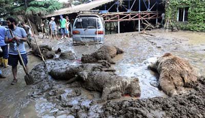 اخبار,اخبار گوناگون,تصاویر دردناک از حیوانات دفن شده زیر سیل تفلیس