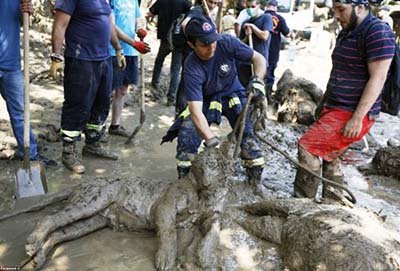 اخبار,اخبار گوناگون,تصاویر دردناک از حیوانات دفن شده زیر سیل تفلیس