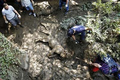 اخبار,اخبار گوناگون,تصاویر دردناک از حیوانات دفن شده زیر سیل تفلیس