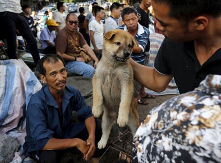 نجات 100 سگ از جشن سگ‌خوری +عکس 1