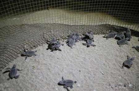 تصاویر بچه لاکپشت های پوزه عقابی