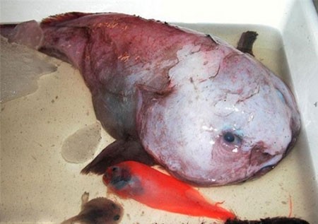 ترسناک‌ترین هیولاهای دنیا در زیر آب + عکس 1