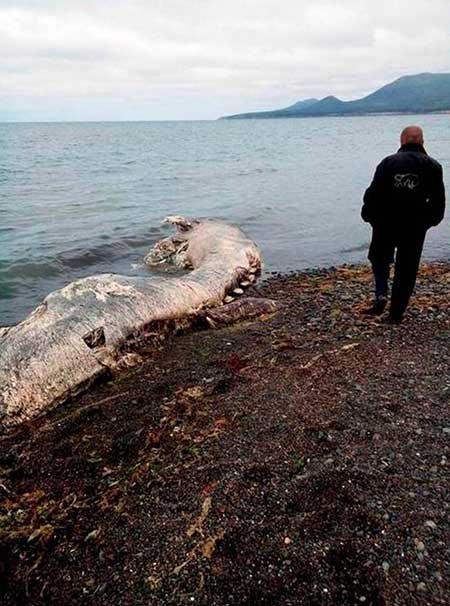 اخبار,اخبارگوناگون ,حیوان عجیب الخلقه