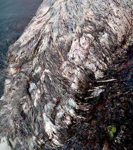 اخبار,اخبارگوناگون ,حیوان عجیب الخلقه