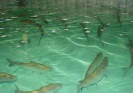 اخبار,اخباراجتماعی ,پرورش ماهی