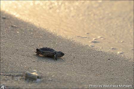 اخبار,اخبارگوناگون ,دنیا آمدن لاک پشت های منطقه لاوان 