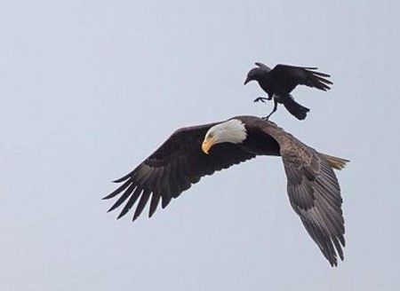 اخبار , اخبار گوناگون,سواری کلاغ روی عقاب,تصاویر سوارشدن کلاغ روی عقاب