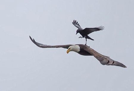 اخبار , اخبار گوناگون,سواری کلاغ روی عقاب,تصاویر سوارشدن کلاغ روی عقاب
