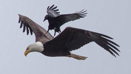 اخبار , اخبار گوناگون,سواری کلاغ روی عقاب,تصاویر سوارشدن کلاغ روی عقاب