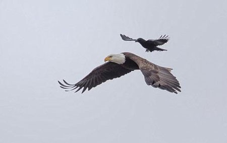 اخبار , اخبار گوناگون,سواری کلاغ روی عقاب,تصاویر سوارشدن کلاغ روی عقاب