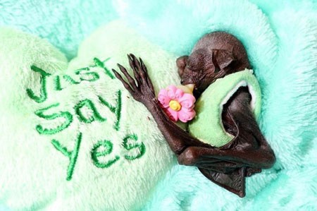 اخبار , اخبار گوناگون,تصاویر خفاش میوه خوار,تصاویر خفاش فیلم دزدان کارائیب