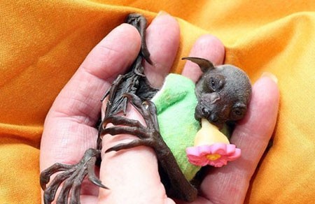 اخبار , اخبار گوناگون,تصاویر خفاش میوه خوار,تصاویر خفاش فیلم دزدان کارائیب