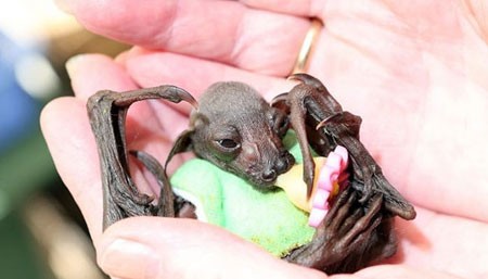 اخبار , اخبار گوناگون,تصاویر خفاش میوه خوار,تصاویر خفاش فیلم دزدان کارائیب