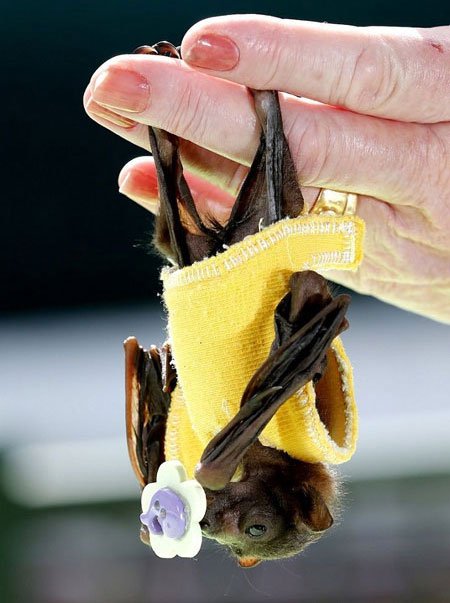 اخبار , اخبار گوناگون,تصاویر خفاش میوه خوار,تصاویر خفاش فیلم دزدان کارائیب