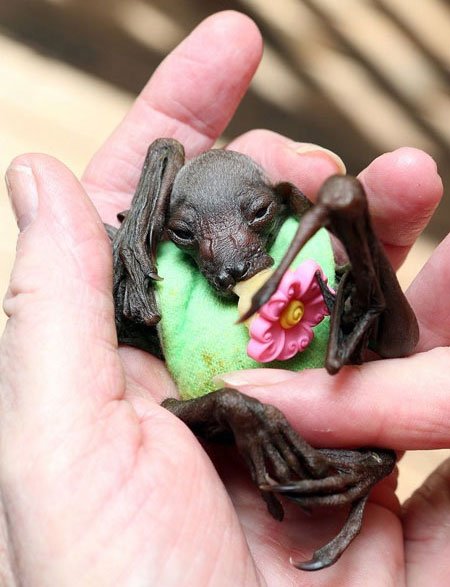 اخبار , اخبار گوناگون,تصاویر خفاش میوه خوار,تصاویر خفاش فیلم دزدان کارائیب