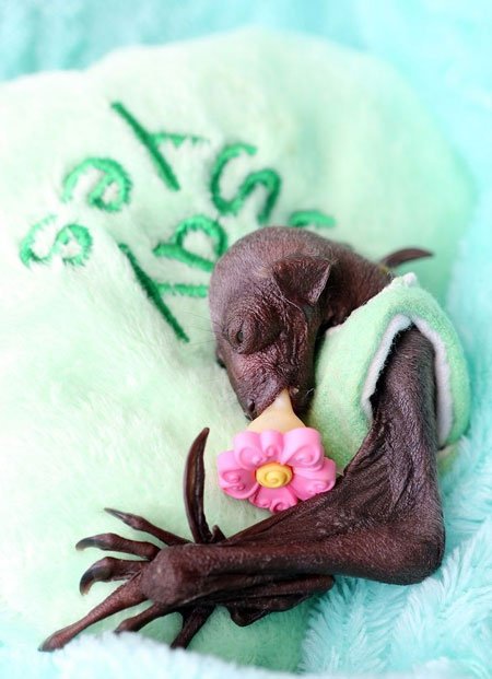 اخبار , اخبار گوناگون,تصاویر خفاش میوه خوار,تصاویر خفاش فیلم دزدان کارائیب