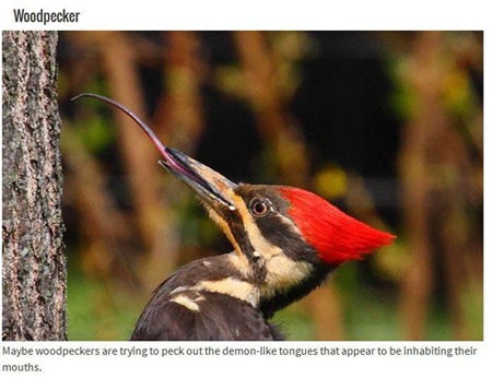 اخبار , اخبار گوناگون,تصاویر حیوانات عجیب,حیوانات عجیب و قریب