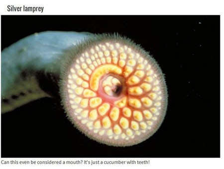 اخبار , اخبار گوناگون,تصاویر حیوانات عجیب,حیوانات عجیب و قریب