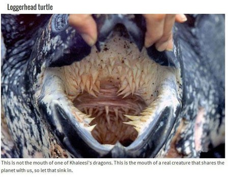 اخبار , اخبار گوناگون,تصاویر حیوانات عجیب,حیوانات عجیب و قریب