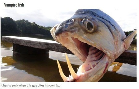 اخبار , اخبار گوناگون,تصاویر حیوانات عجیب,حیوانات عجیب و قریب