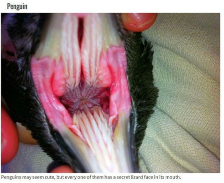 اخبار , اخبار گوناگون,تصاویر حیوانات عجیب,حیوانات عجیب و قریب