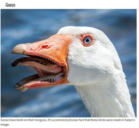 اخبار , اخبار گوناگون,تصاویر حیوانات عجیب,حیوانات عجیب و قریب