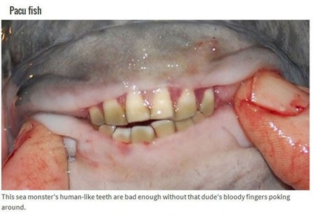 اخبار , اخبار گوناگون,تصاویر حیوانات عجیب,حیوانات عجیب و قریب