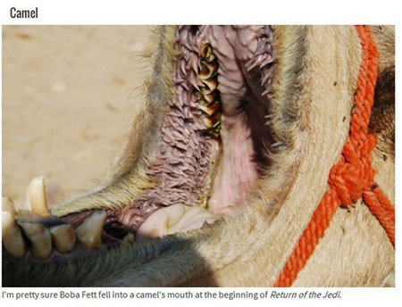 اخبار , اخبار گوناگون,تصاویر حیوانات عجیب,حیوانات عجیب و قریب