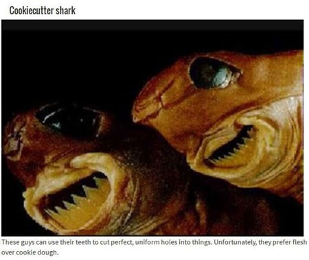 اخبار , اخبار گوناگون,تصاویر حیوانات عجیب,حیوانات عجیب و قریب