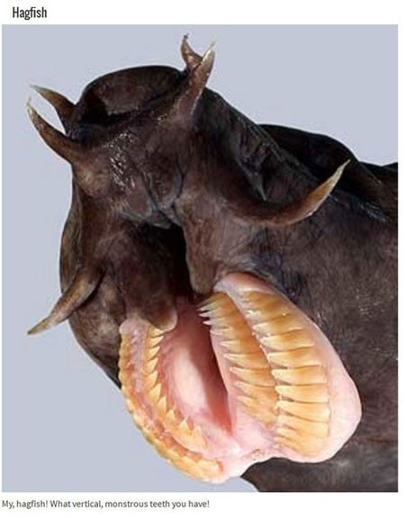 اخبار , اخبار گوناگون,تصاویر حیوانات عجیب,حیوانات عجیب و قریب