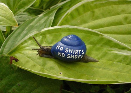 اخبار , اخبار گوناگون,هنر نقاشی روی صدف حلزون,عکس نقاشی روی صدف حلزون