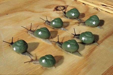 اخبار , اخبار گوناگون,هنر نقاشی روی صدف حلزون,عکس نقاشی روی صدف حلزون