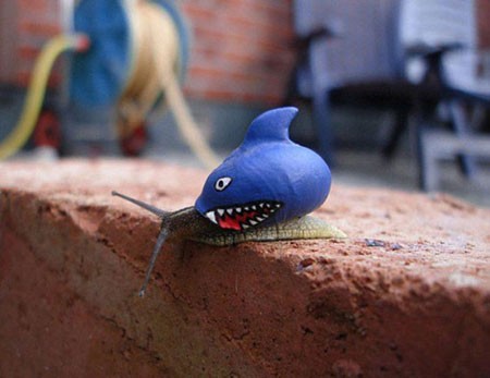 اخبار , اخبار گوناگون,هنر نقاشی روی صدف حلزون,عکس نقاشی روی صدف حلزون