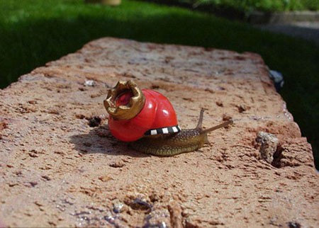 اخبار , اخبار گوناگون,هنر نقاشی روی صدف حلزون,عکس نقاشی روی صدف حلزون