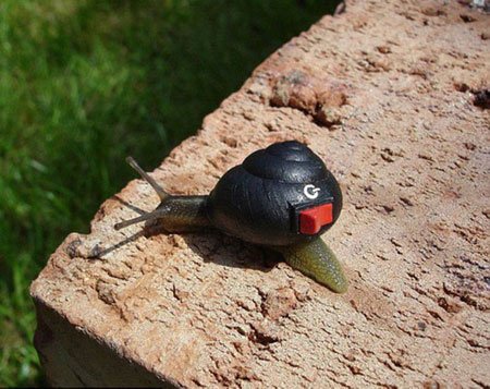 اخبار , اخبار گوناگون,هنر نقاشی روی صدف حلزون,عکس نقاشی روی صدف حلزون