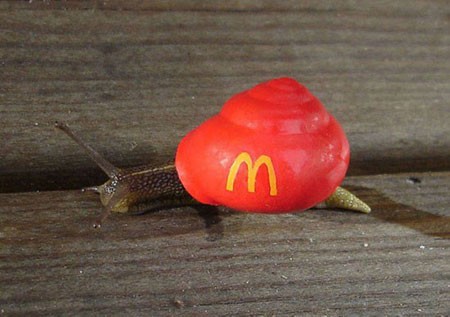 اخبار , اخبار گوناگون,هنر نقاشی روی صدف حلزون,عکس نقاشی روی صدف حلزون